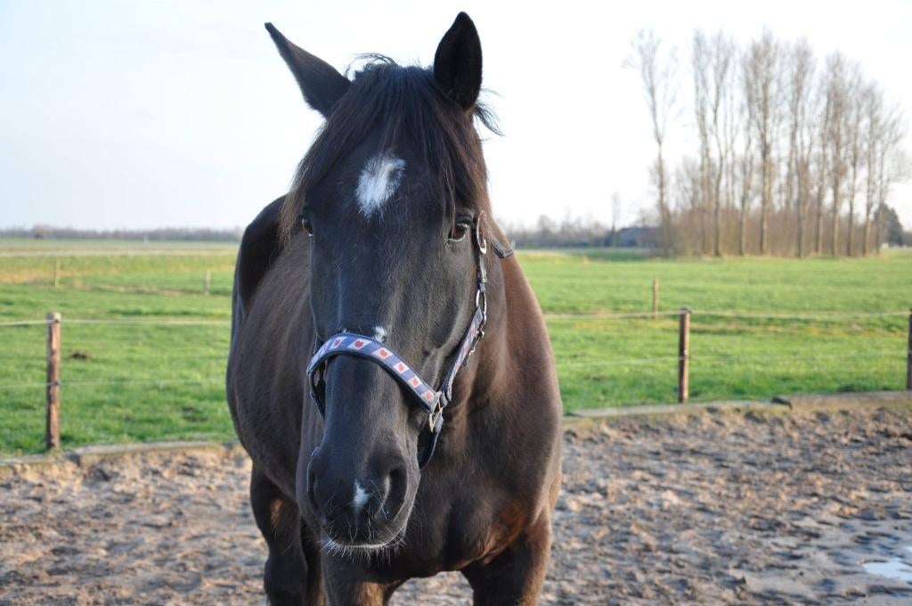 Enthousiaste, veelzijdige draver ruin Tito, Dieren en Toebehoren, Gechipt, Ruin, Niet van toepassing, 170 tot 175 cm