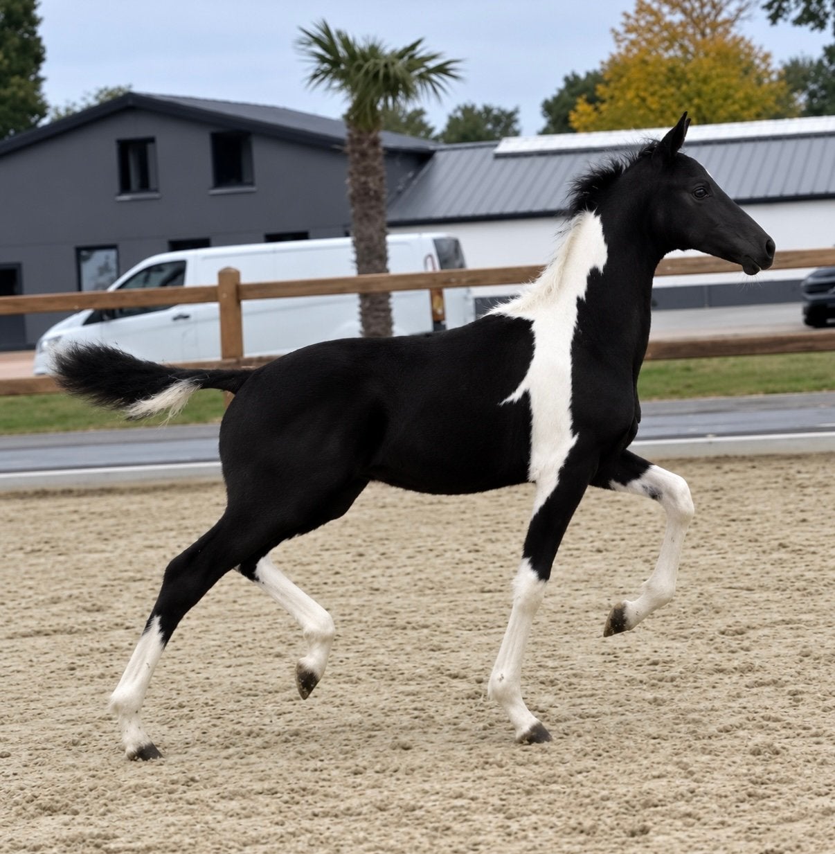 Eyecatcher kwpn bont dressuur hengst veulen te koop, Dieren en Toebehoren, Paarden en Pony's | Dekhengsten en Fokmerries, Hengst