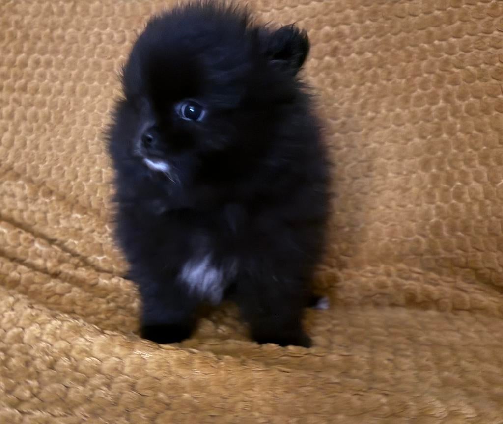 Bearface Tea cup Mini Pomeriaan/ Pomerianen Pups te koop, Dieren en Toebehoren, Keeshond, 8 tot 15 weken, Parvo, Meerdere
