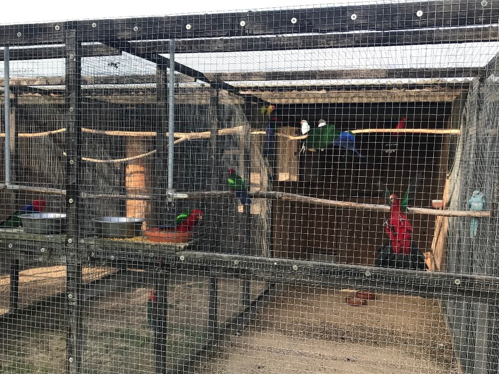 Groenvleugel koningen, Dieren en Toebehoren, Meerdere dieren, Parkiet