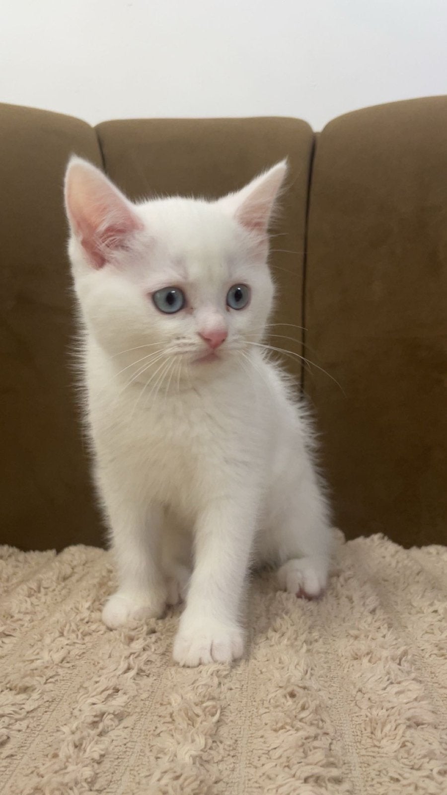 3 lieve british kort haar- blauw ogen, Poes, Kortharig, 0 tot 2 jaar