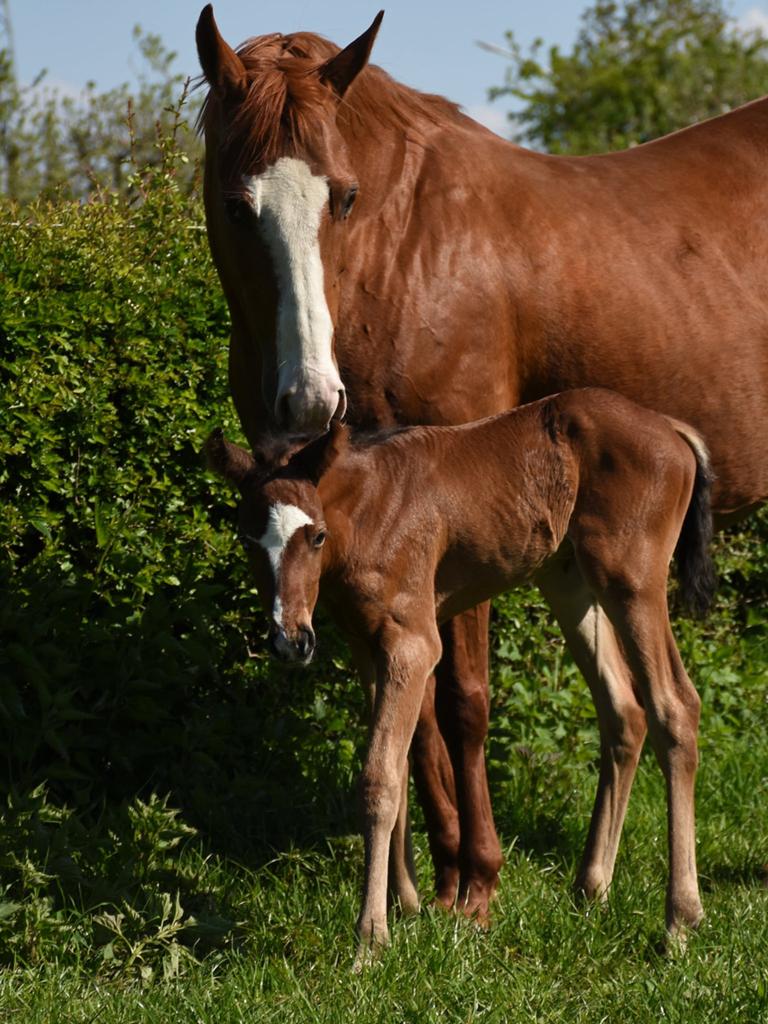 Paint horse merrie met veulen, Merrie, Minder dan 160 cm, Met stamboom, Zadelmak