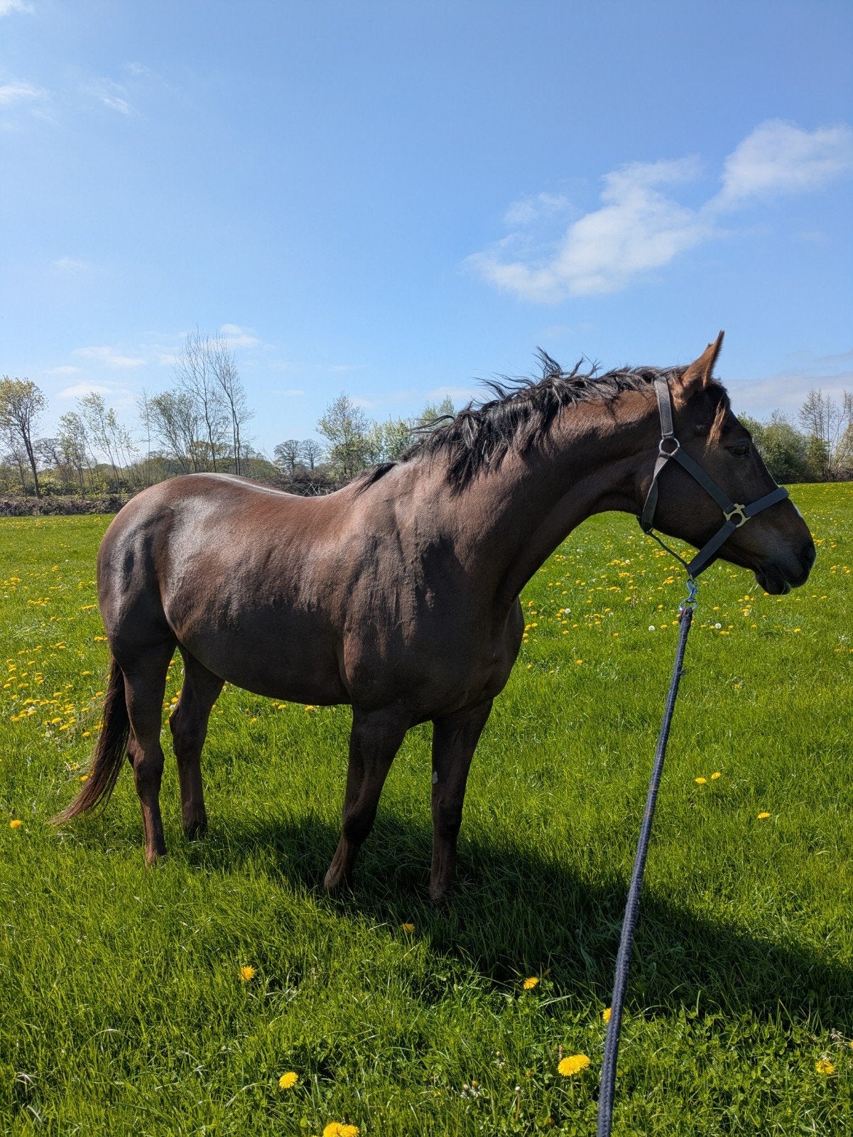 Belle Rouge, 10 jarige merrie, M1 + 90cm, Dieren en Toebehoren, Paarden, Merrie, Met stamboom, M, Dressuurpaard