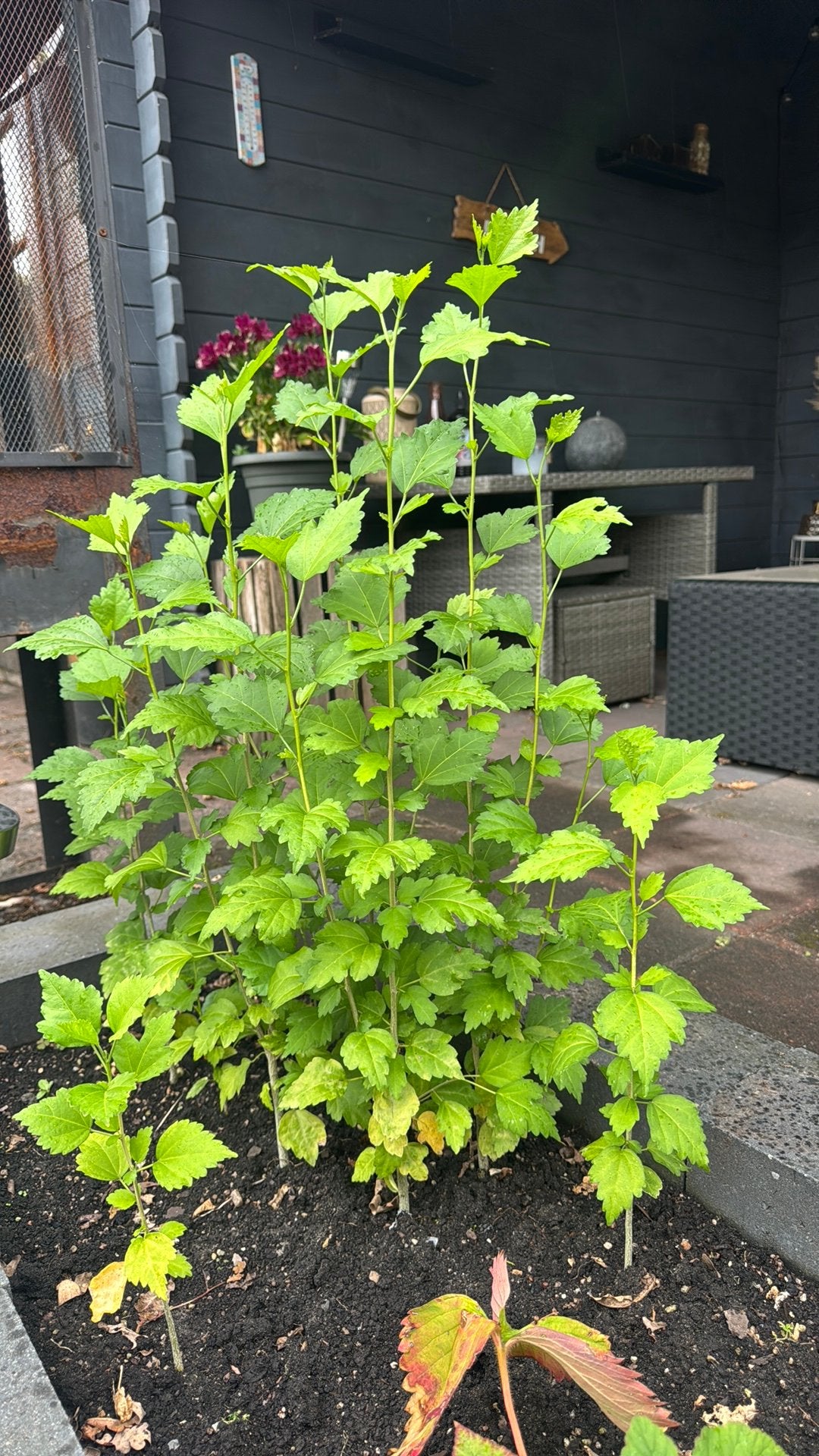 Hibiscus planten ongeveer 80 cm, Tuin en Terras, Planten | Bomen, Overige soorten, 100 tot 250 cm, Zomer, Ophalen