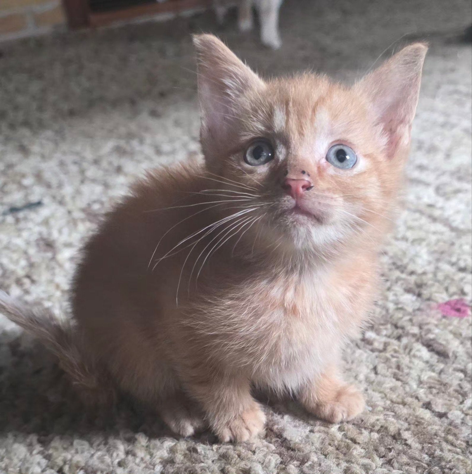 Kittens, Kater