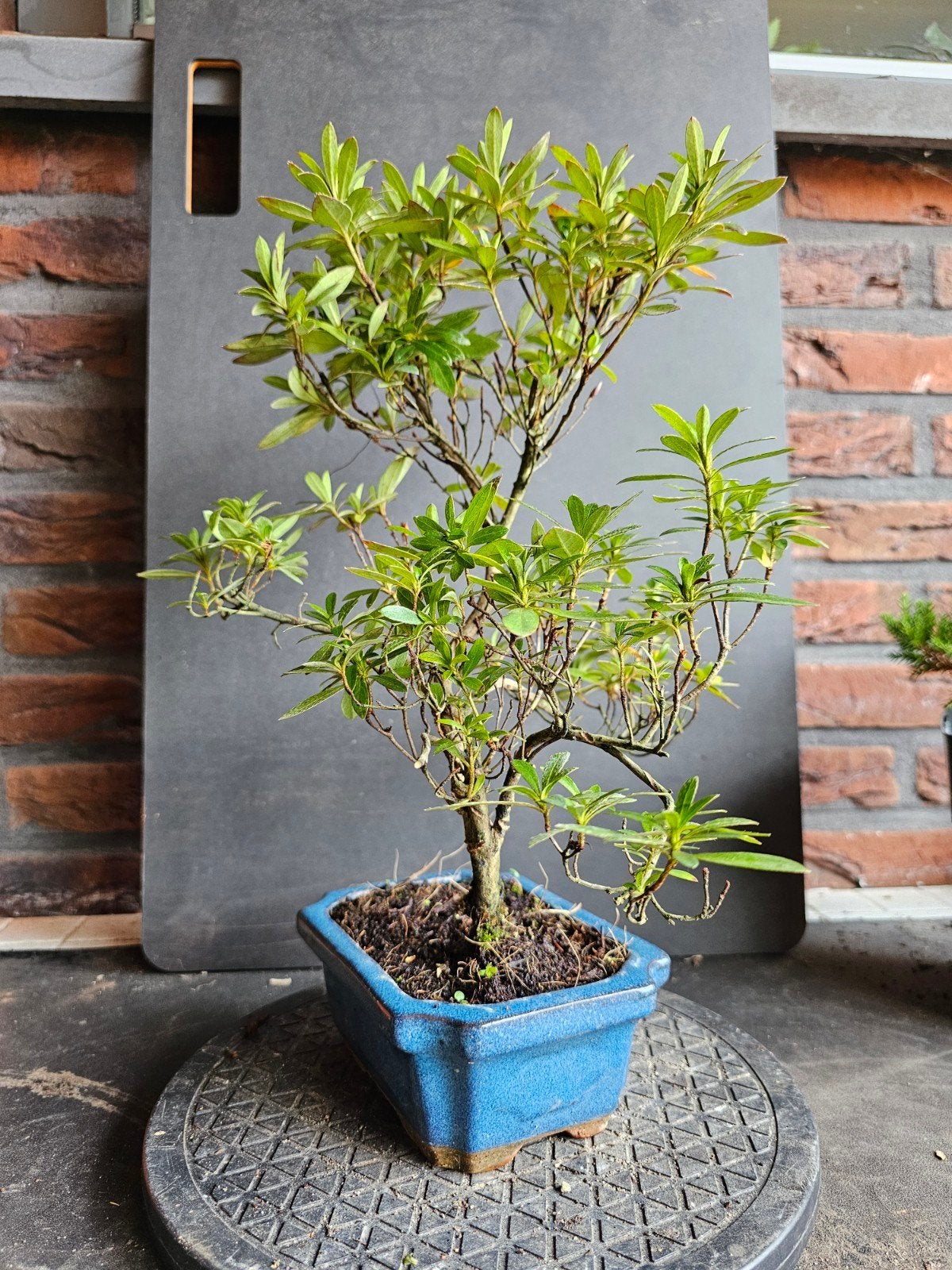 Mooie Bonsai Azalea in blauwe pot, Tuin en Terras, Ophalen of Verzenden, Volle zon, Overige soorten, Minder dan 100 cm