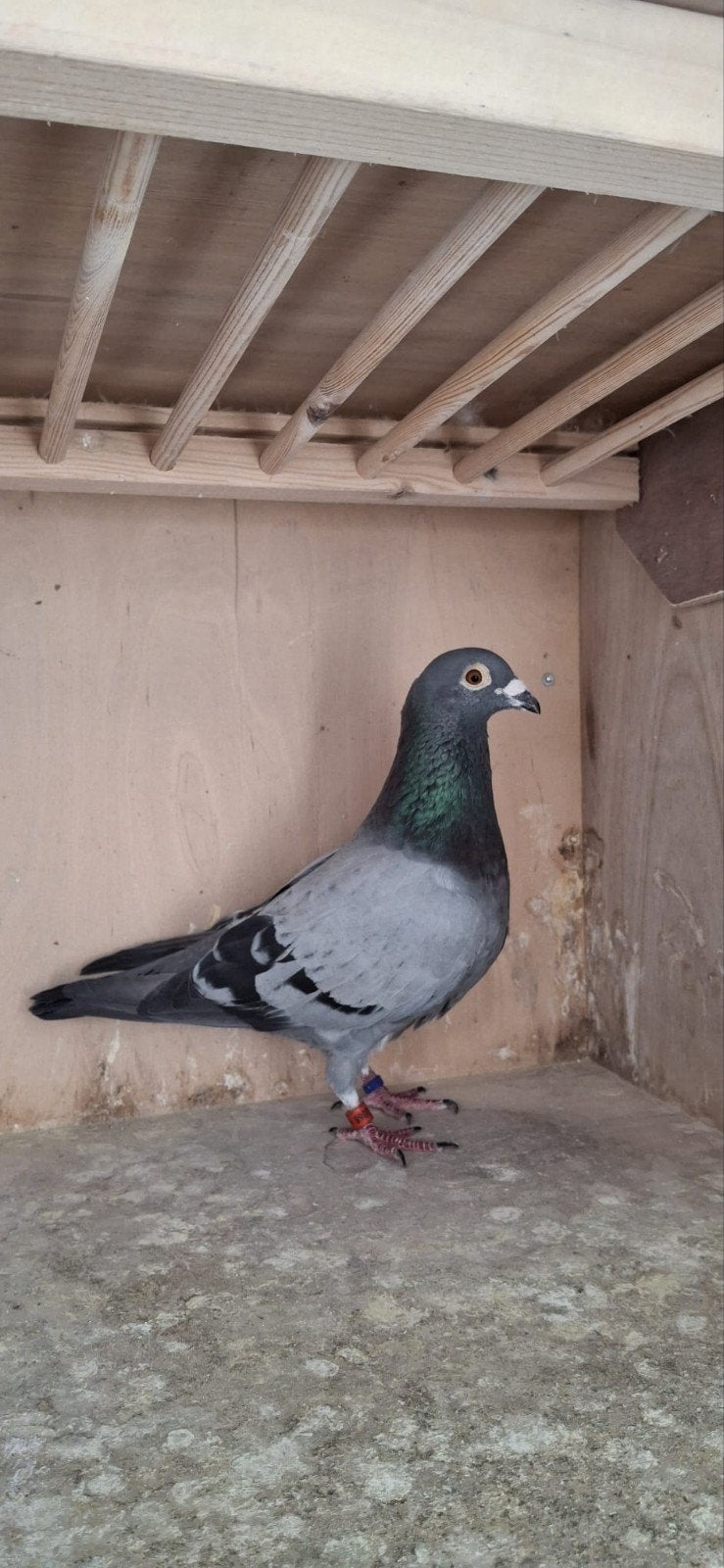 2 prachtige kweek Doffers, Dieren en Toebehoren, Vogels | Duiven, Mannelijk, Postduif