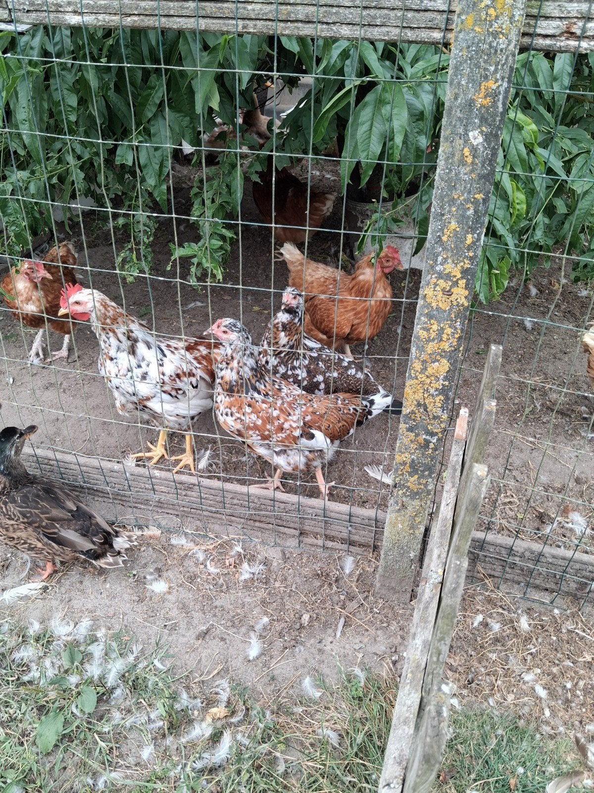 koppel zweedse bloem kippen, Dieren en Toebehoren, Vrouwelijk, Kip