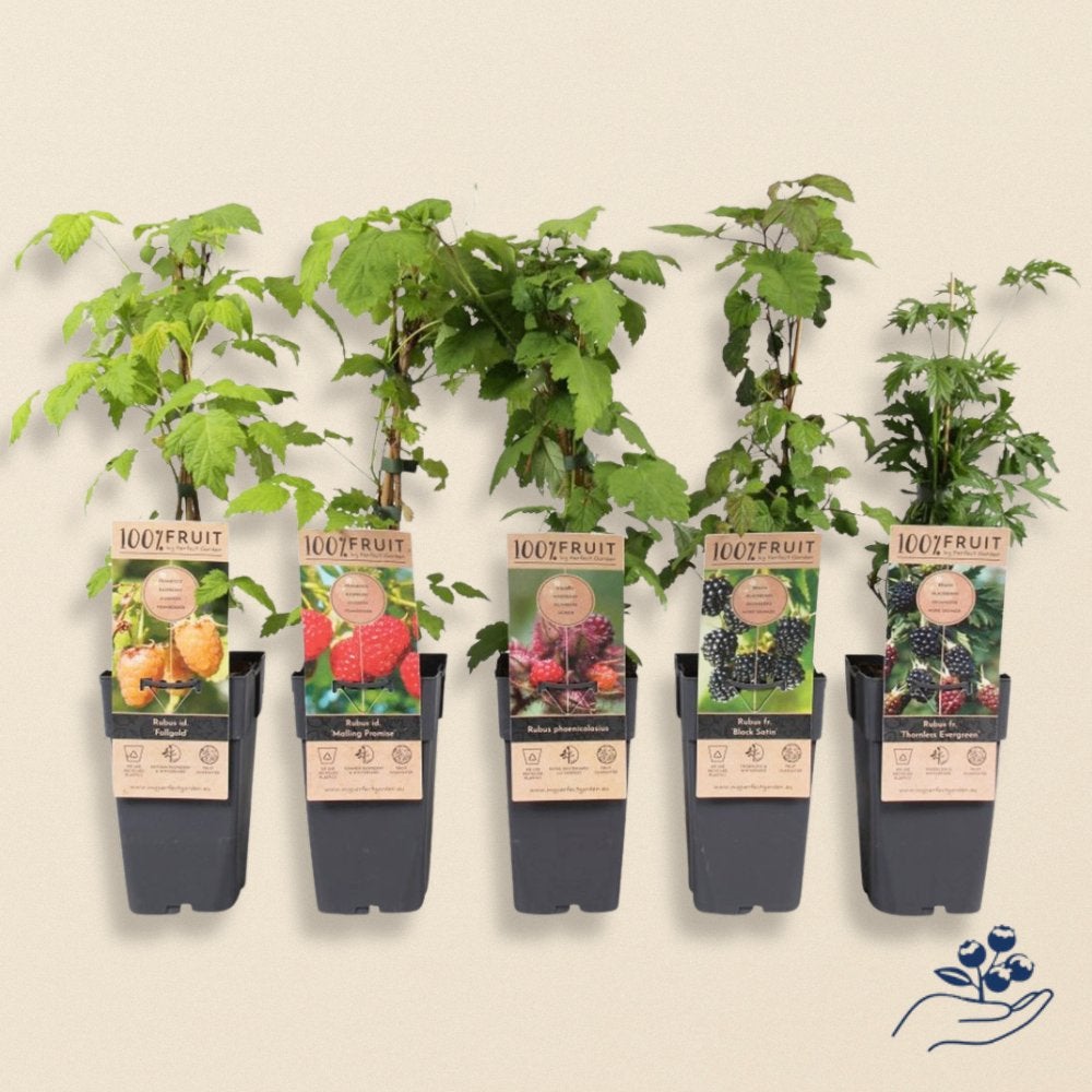 Fruitstruiken gezond: Frambozen, Loganberry & Blauwe Bessen, Ophalen of Verzenden, Overige soorten, Struik, Minder dan 100 cm