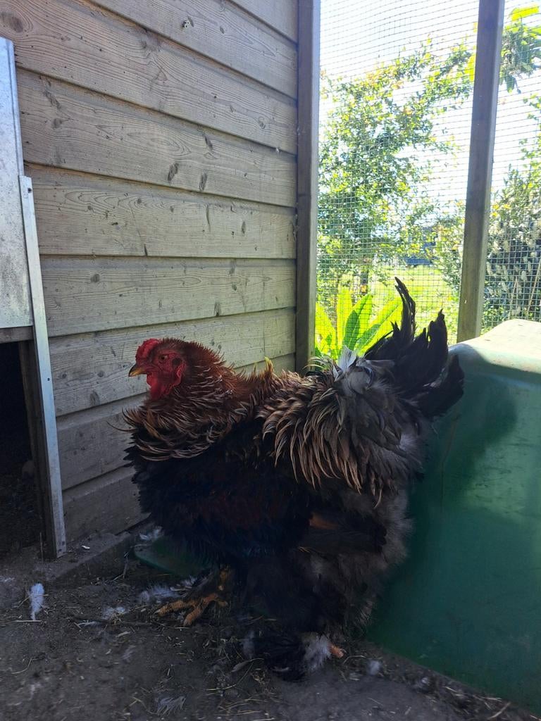 Brahma haan krul, Dieren en Toebehoren, Pluimvee, Mannelijk, Kip