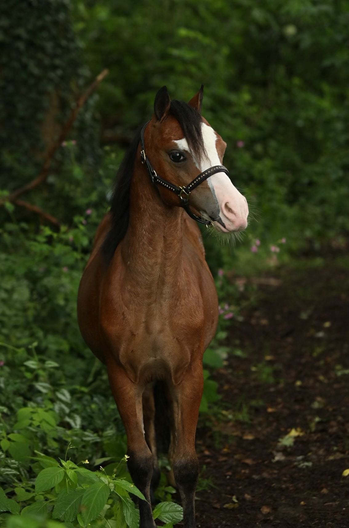 welsh pony, 0 tot 2 jaar, Hengst, Met stamboom, B pony (1.17m tot 1.27m)