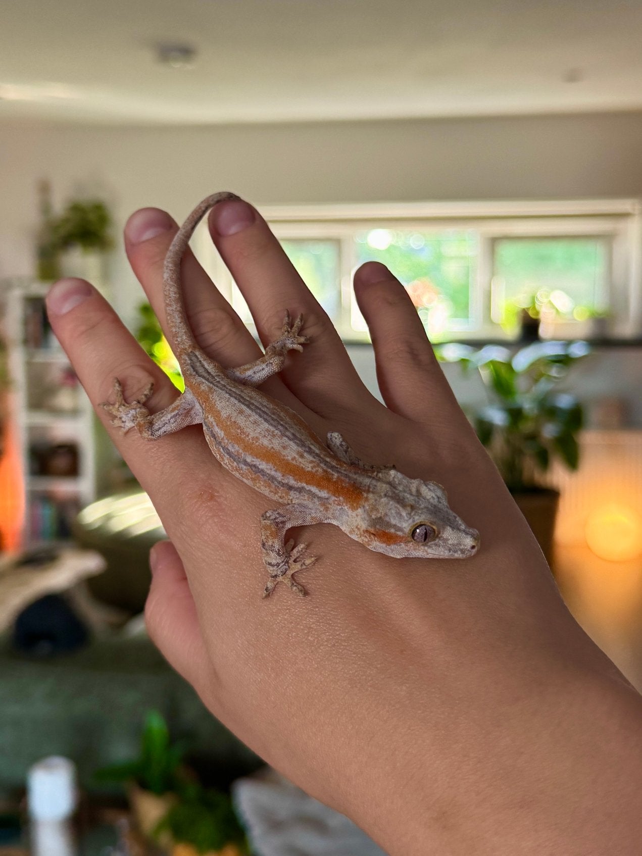 Gargoyle Gekko Red-Orange Striped Morph (Man), Dieren en Toebehoren