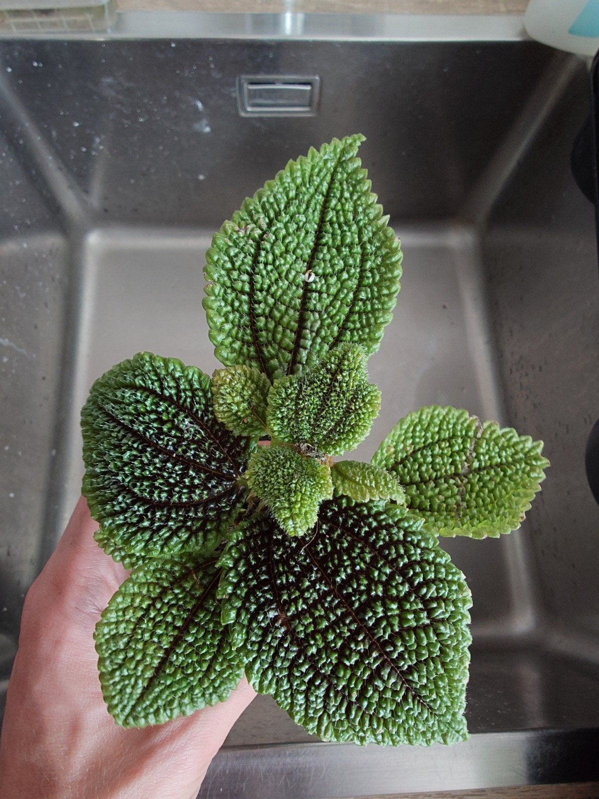 Pilea involucrata 'Moon Valley', Ophalen, Halfschaduw, Minder dan 100 cm