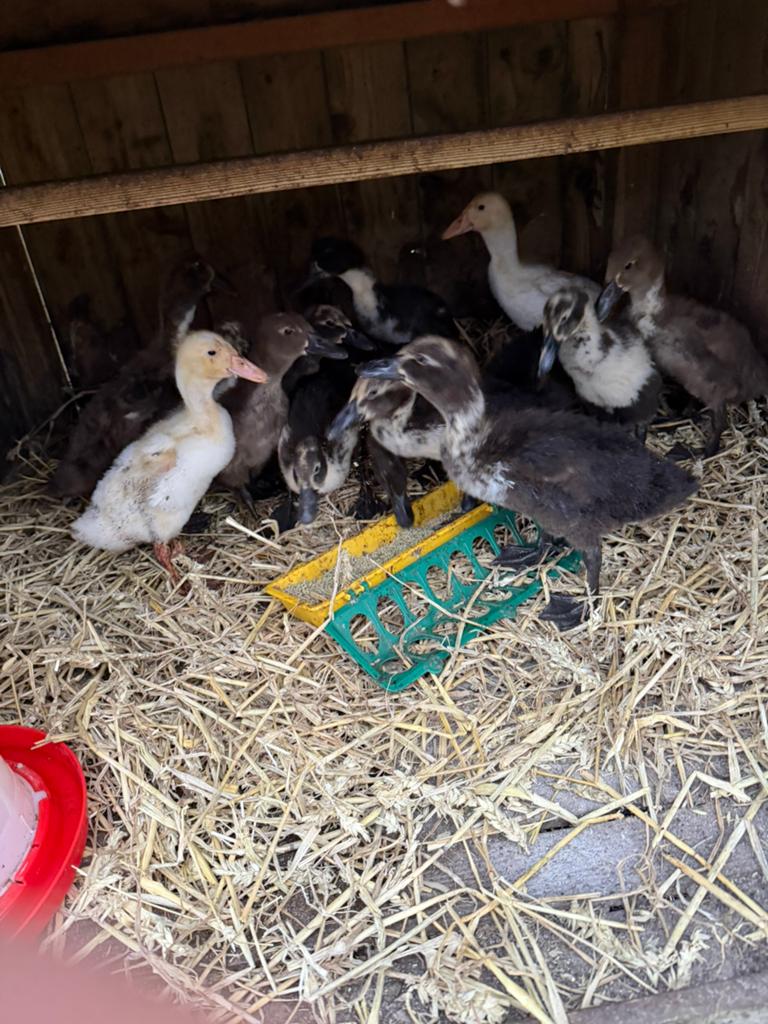 Loopeenden, Dieren en Toebehoren, Pluimvee, Meerdere dieren, Eend