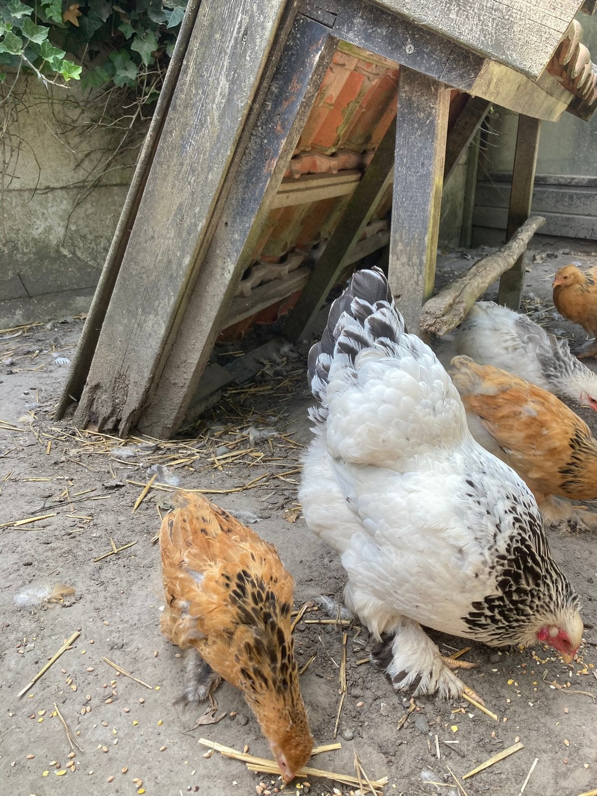 Kip hen, Vrouwelijk, Kip
