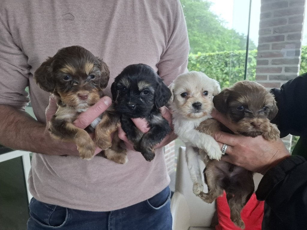 LIEVE BOOMER PUPS, Parvo, Maltezer, Nederland, 8 tot 15 weken