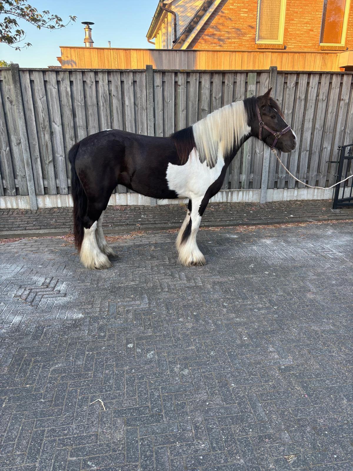 Tinker merries, Dieren en Toebehoren, Pony's, Merrie, Met stamboom, Zadelmak, 7 tot 10 jaar