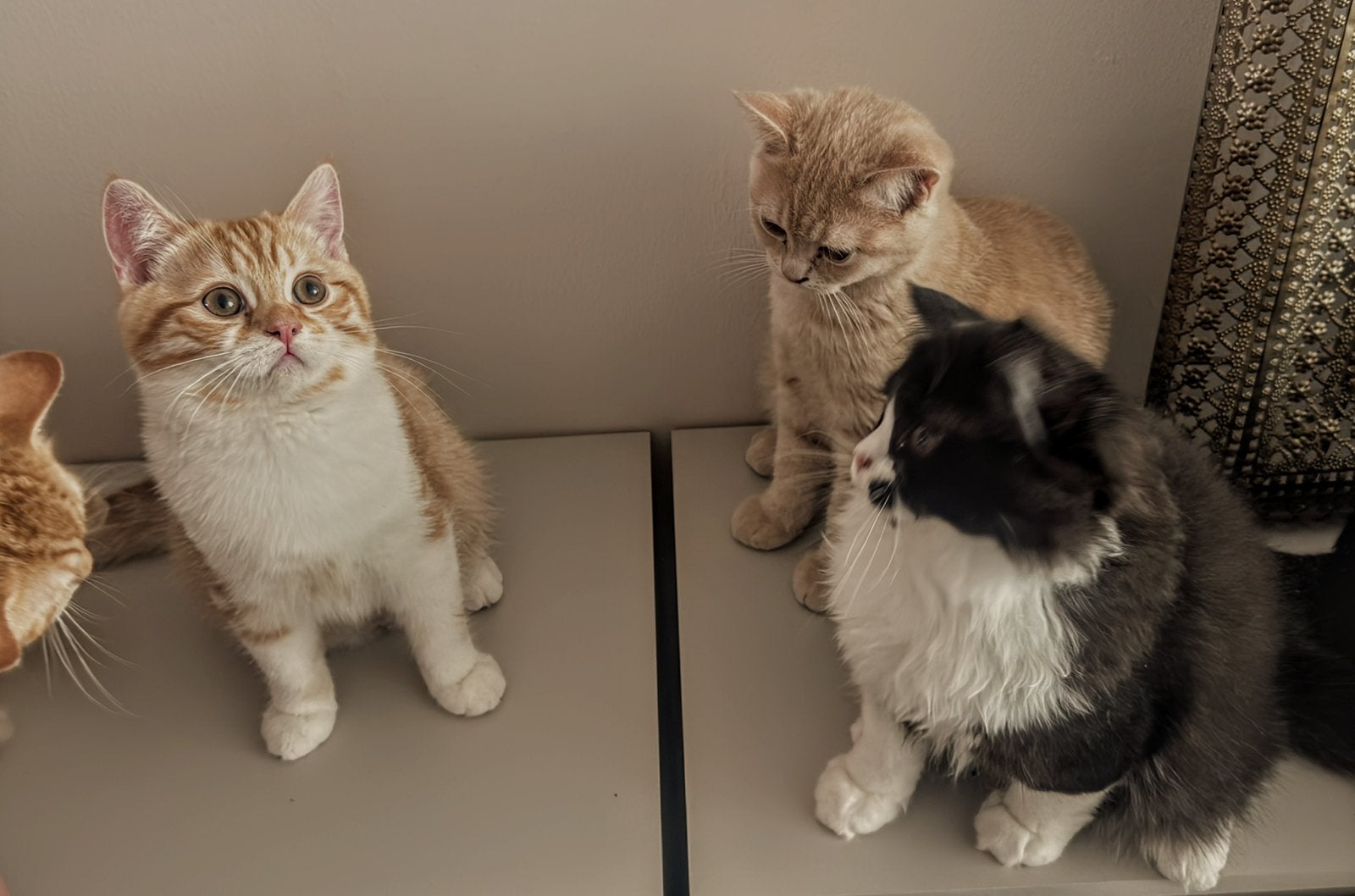 Kittens❤️ 3 Britse korthaar & 1 langhaar -nu verhuizen-🩺✅, Meerdere dieren, Ontwormd, 0 tot 2 jaar