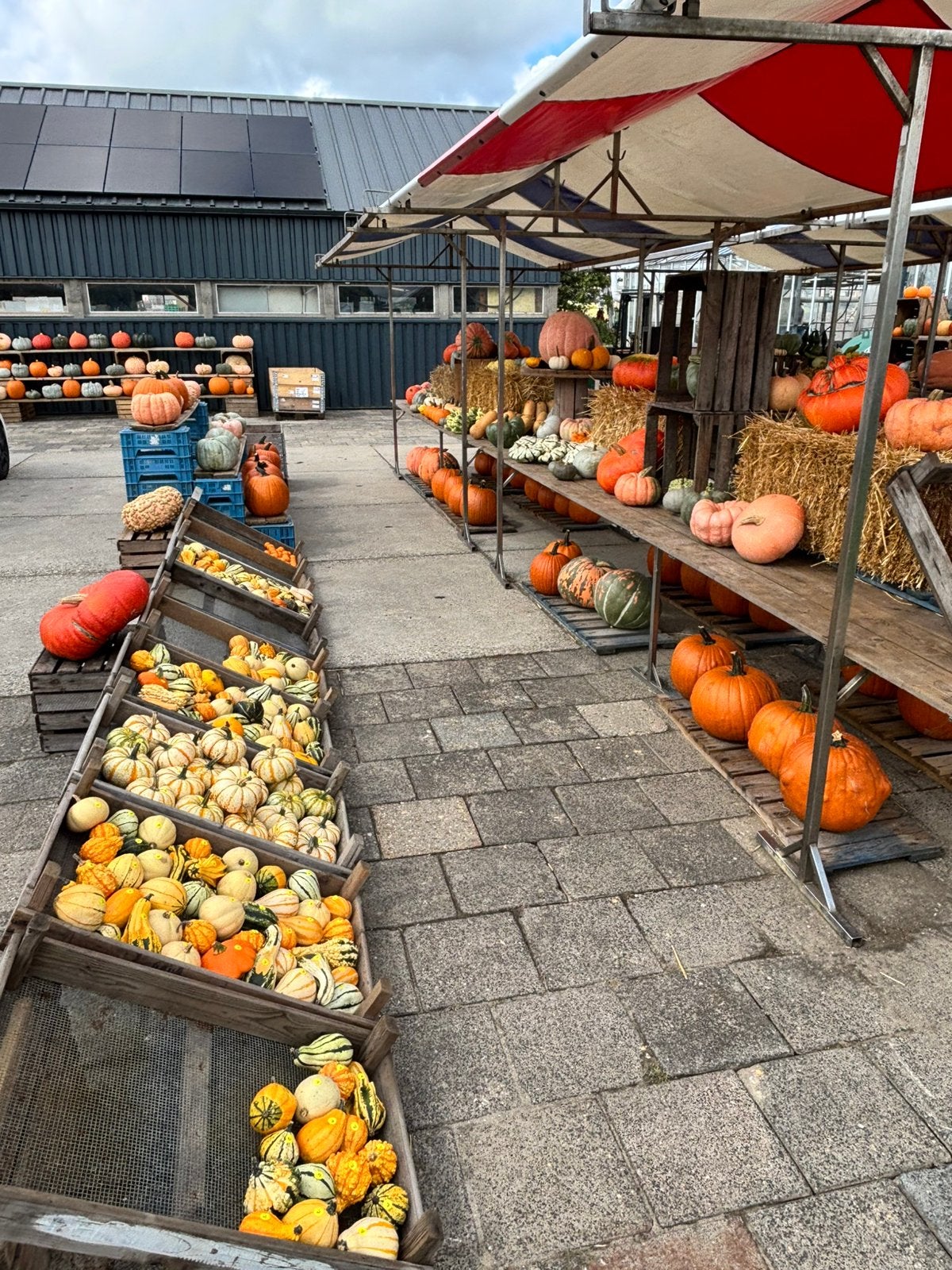 Pompoenen en Sierkalebassen, Ophalen, Nieuw