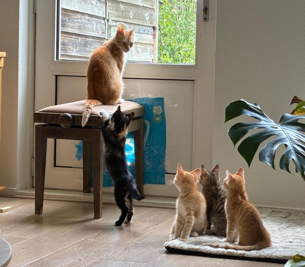 Kittens - alleen de rode katertjes zijn nog beschikbaar!, Meerdere dieren, 0 tot 2 jaar