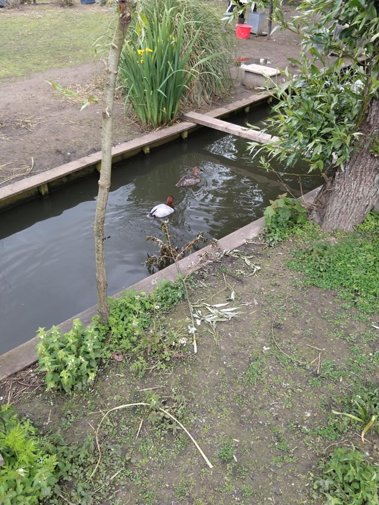 Te koop siereenden, Meerdere dieren