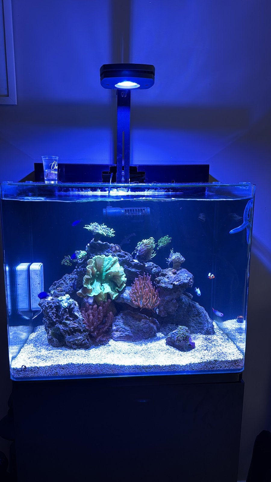 Blue marine 90 l 1 jaar oud, Ophalen, Gevuld zeewateraquarium, Inclusief deksel, Zo goed als nieuw