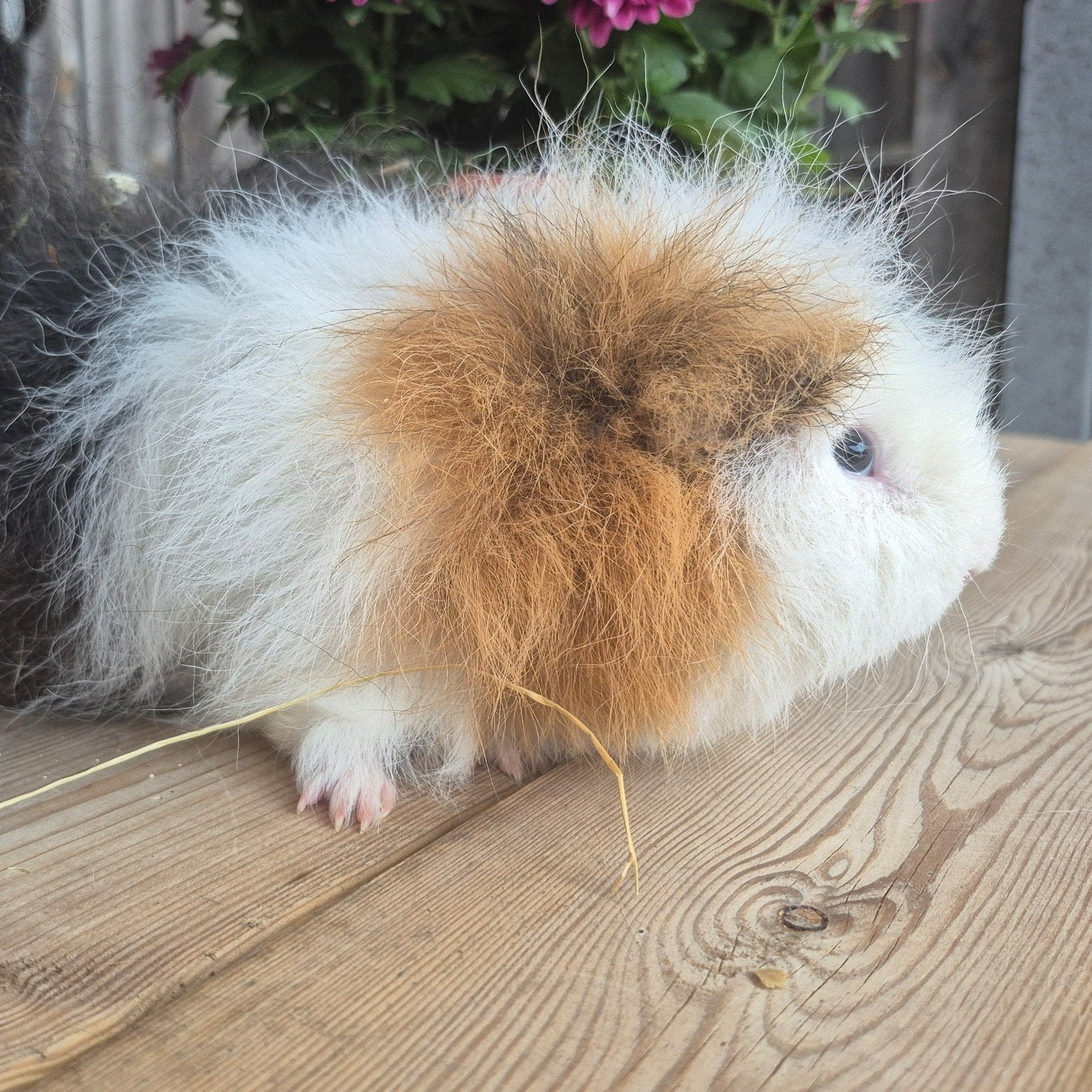 CH teddy cavia beertje 🏡, Cavia, Mannelijk, Mei, Tam