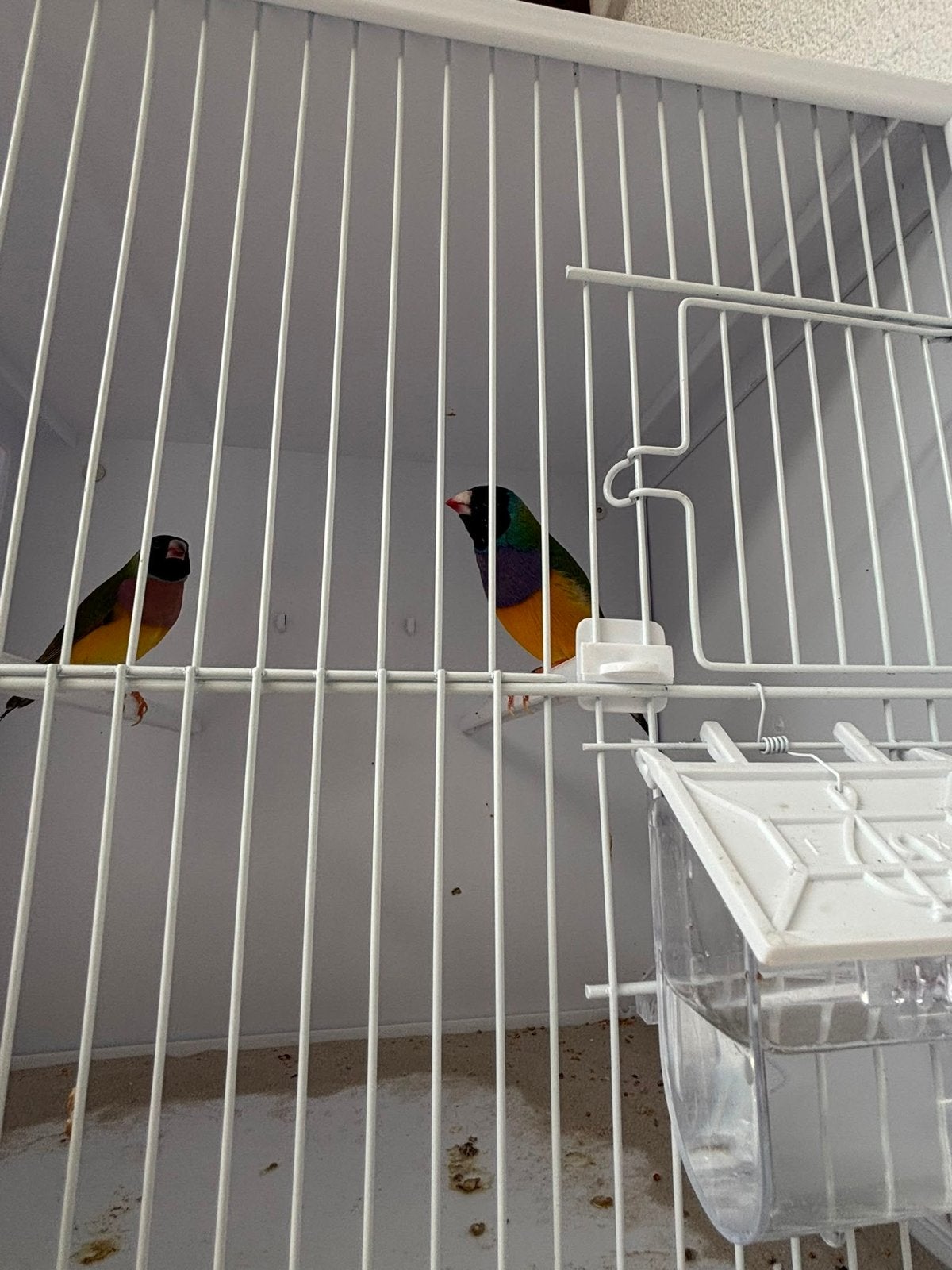 Goulds amadine wildkleur, Meerdere dieren