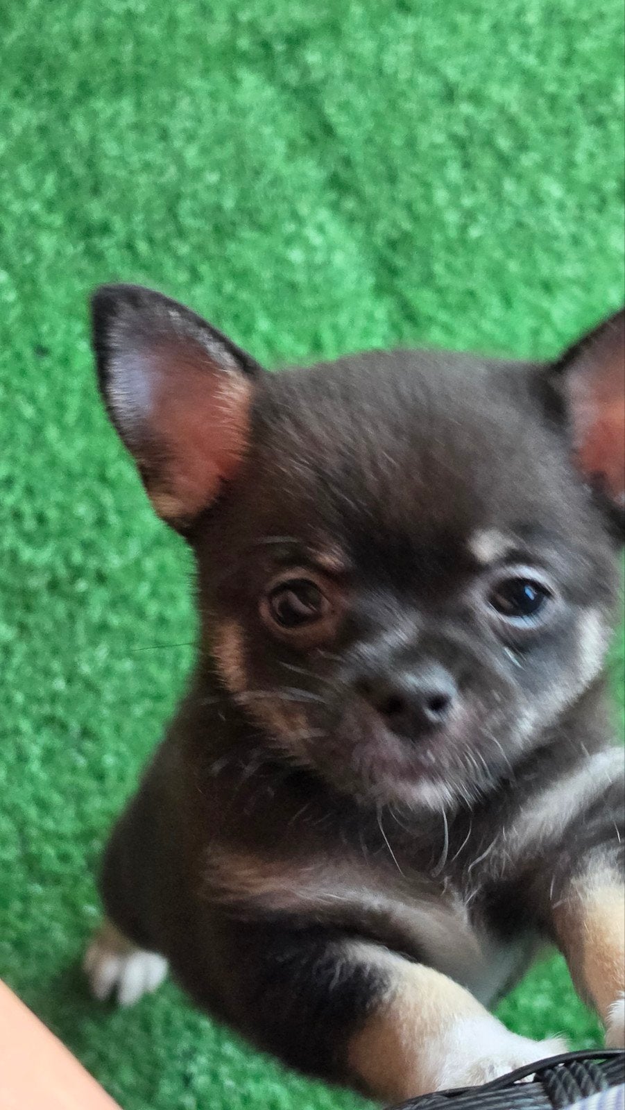 Chihuahua puppy 9 weken, Parvo, Reu, 8 tot 15 weken, Eén hond
