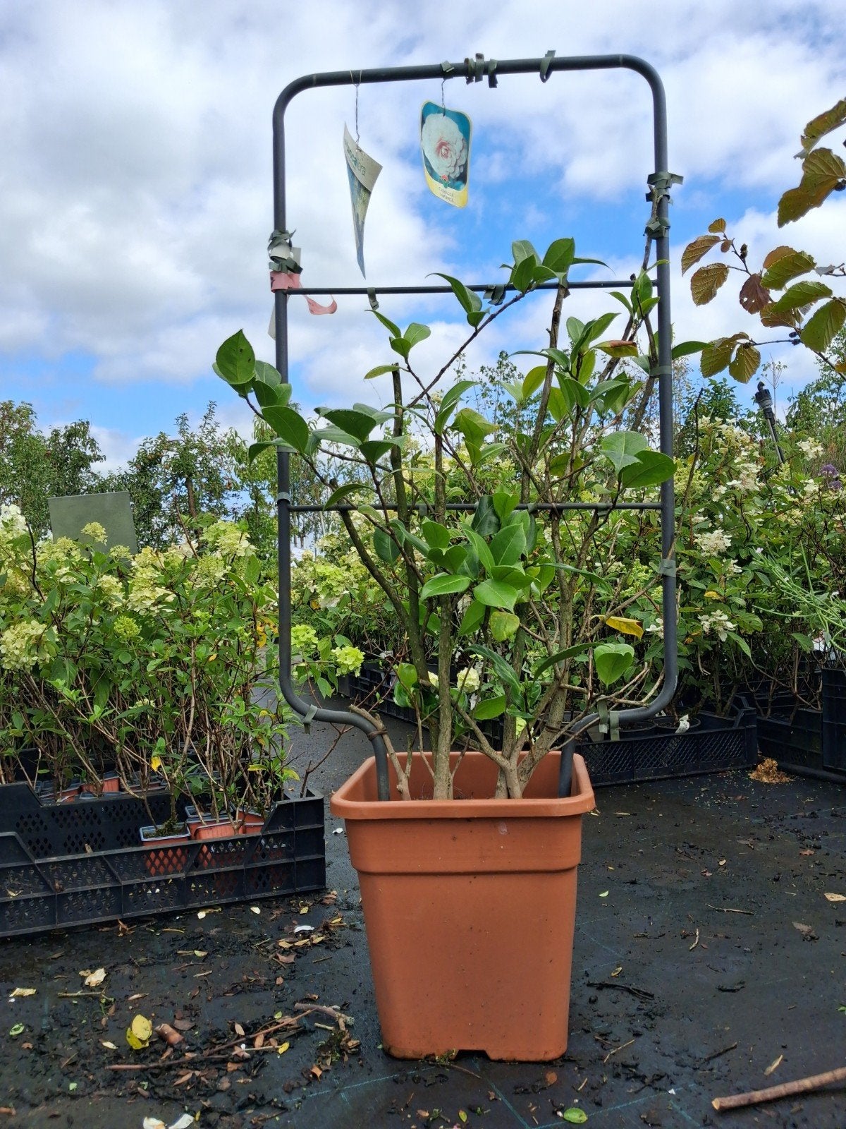 Camelia Japonica Kant-en-klaar Haagplant, Overige soorten, Vaste plant, Ophalen of Verzenden, Halfschaduw