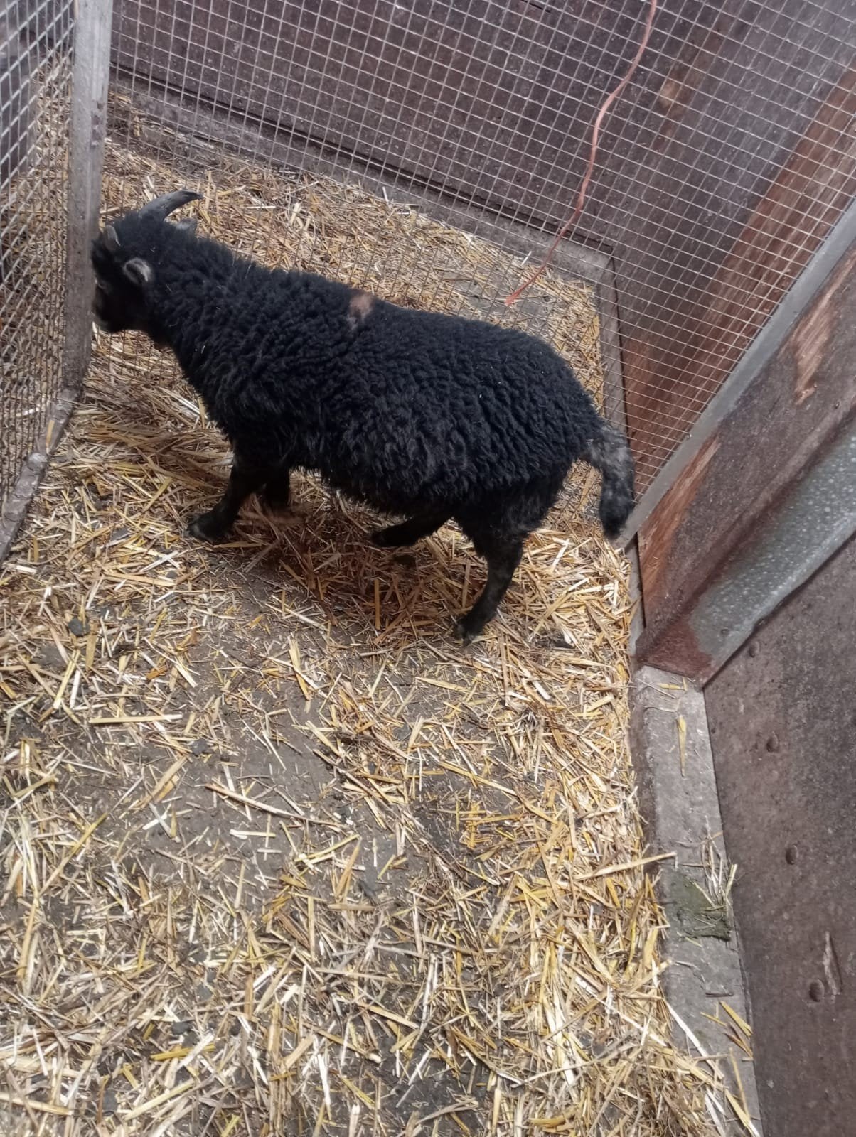 8 Ouessant bokjes, Mannelijk, Schaap, 0 tot 2 jaar