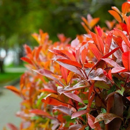 glansmispel, photinia fraseri red Robin. P9 plantgoed, Overige soorten, Vaste plant, Ophalen of Verzenden, Halfschaduw