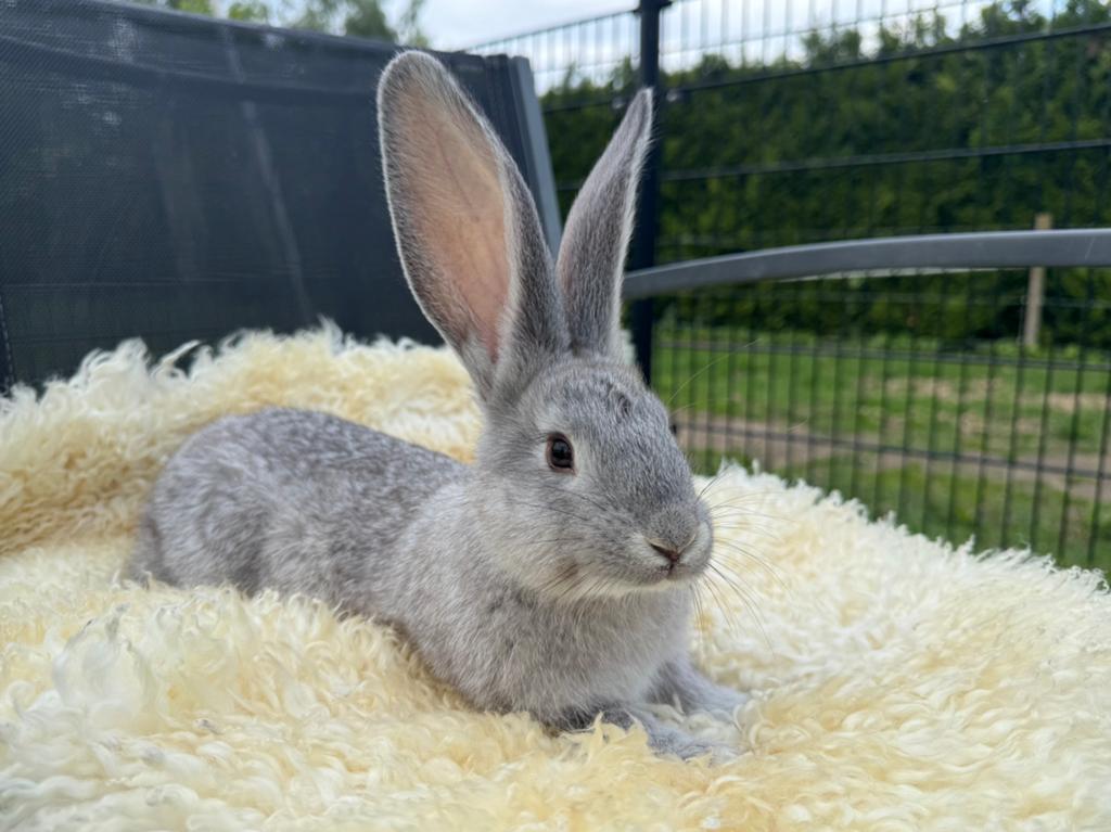 Duitse reus, volledig gevaccineerd, Meerdere dieren, Groot, 0 tot 2 jaar