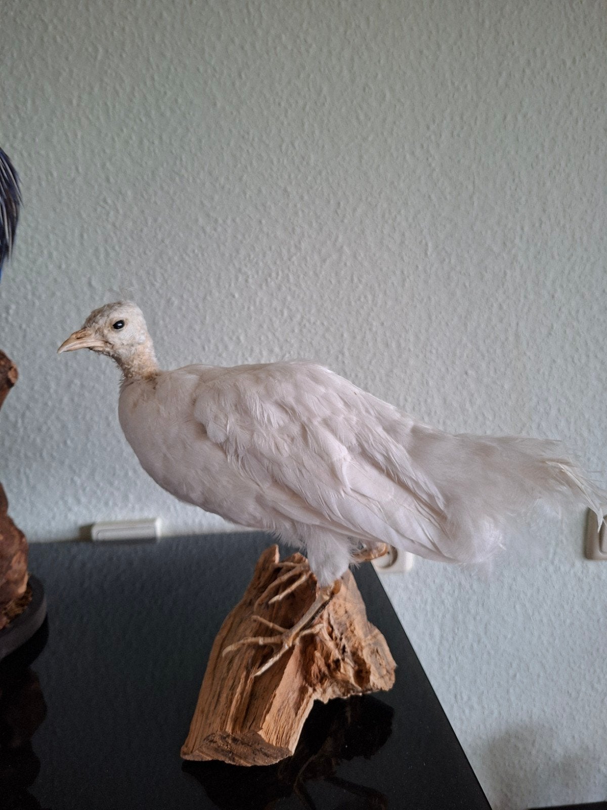 Opgezet witte pauw kuiken vogel taxidermie, Verzamelen, Ophalen of Verzenden, Vogel, Opgezet dier