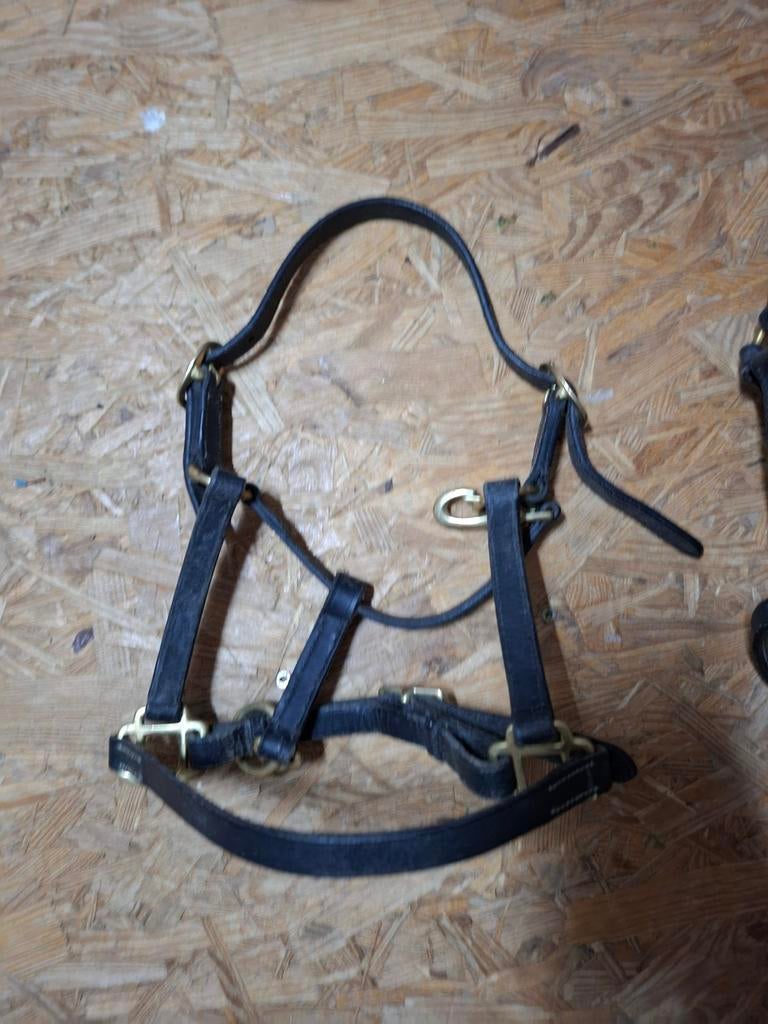 Laren pony of  veulen halster., Ophalen of Verzenden, Overige soorten