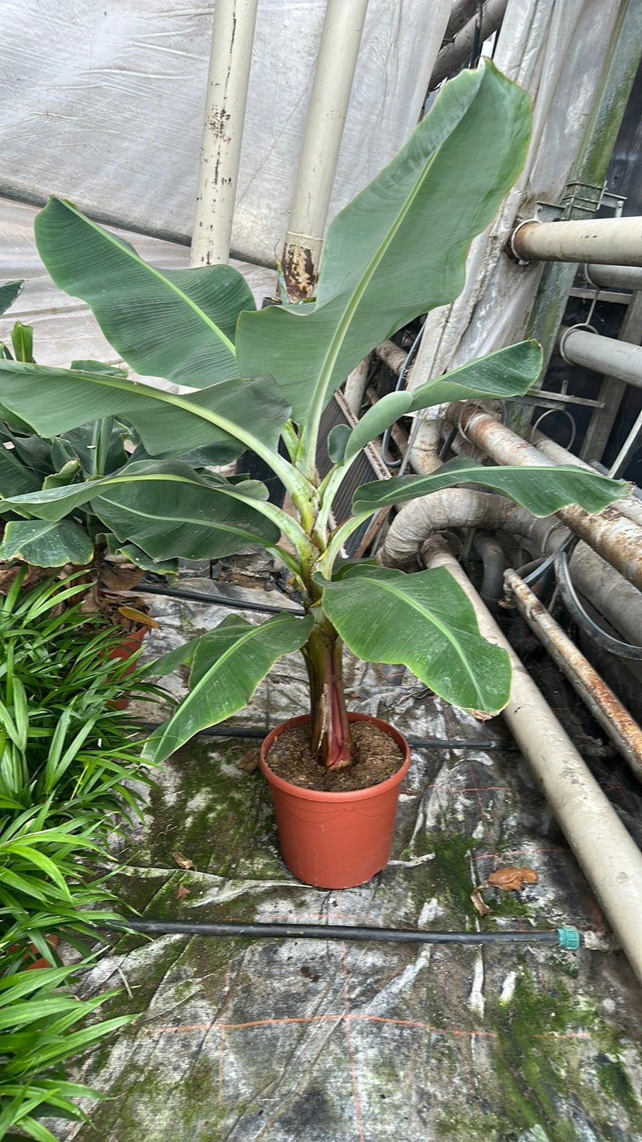 Musa 120cm+, Tuin en Terras, Ophalen, Overige soorten, Volle zon