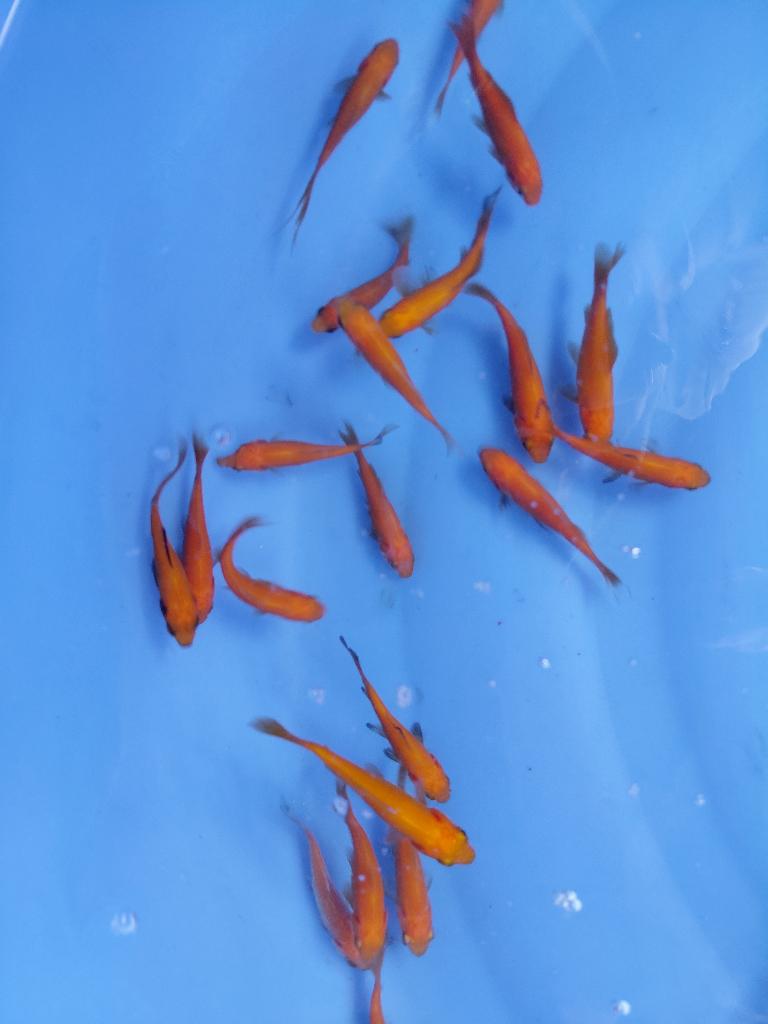 Goudvis Geel 4-6 cm te koop, Dieren en Toebehoren, Vissen | Vijvervissen, Goudvis(sen)