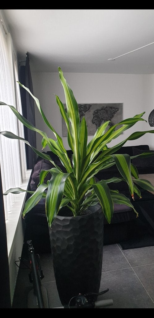 Plant, Ophalen, 100 tot 150 cm, Overige soorten, Halfschaduw