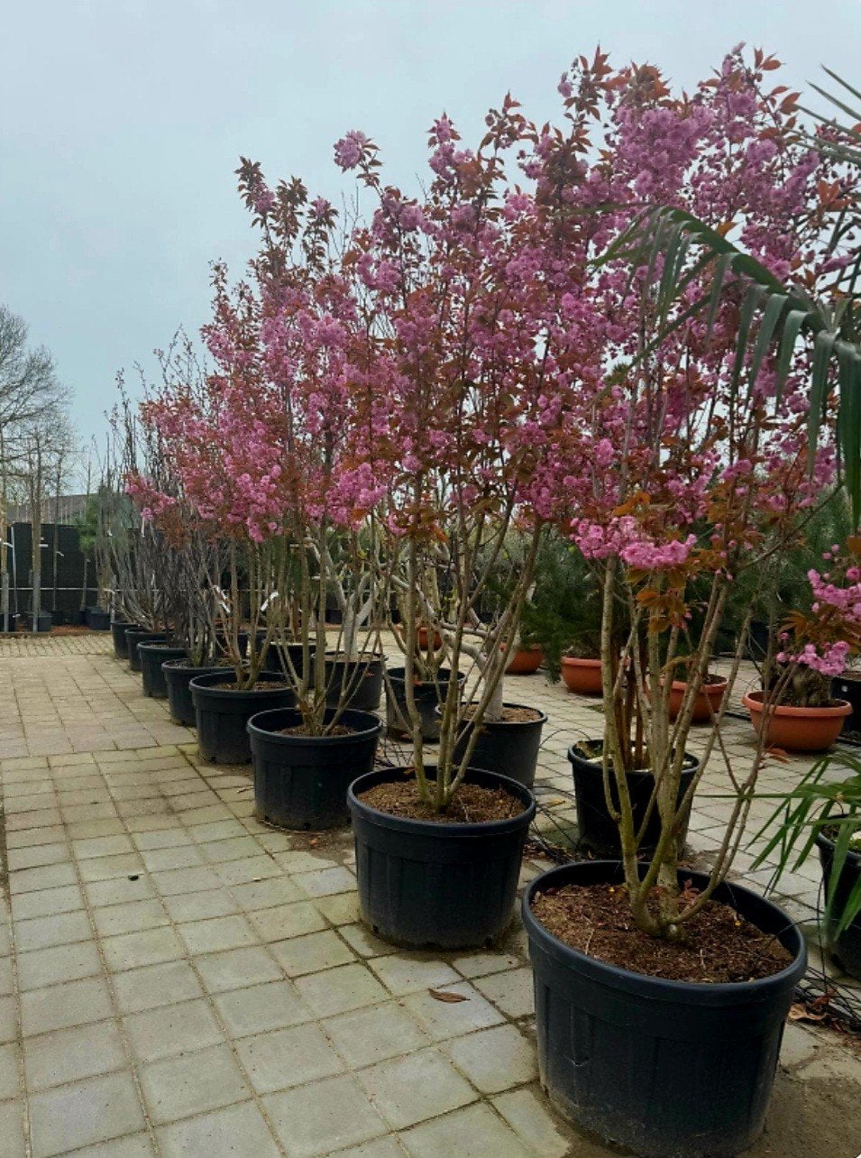 Prunus serrulata 'Kanzan' ️🌸🍀❗️meerstam❗️🍀🌸, Ophalen, Overige soorten, Halfschaduw