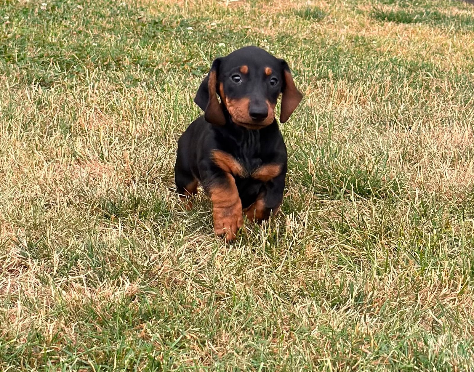 Exclusieve teckel pups, laatste teefje 🧡, Parvo, Standaard, 8 tot 15 weken, Korthaar