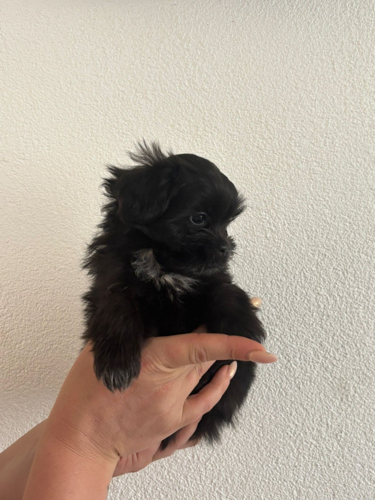Super speelse en knappe boomer met mini poedel pups, Overige rassen, 8 tot 15 weken, Meerdere, Meerdere dieren