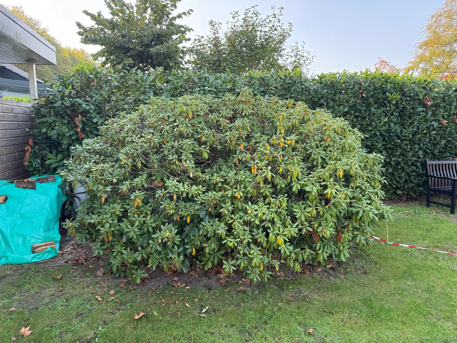 Grote Rhododendron Struik - Prachtige Tuinplant, Ophalen, Rhododendron, Struik, 100 tot 250 cm