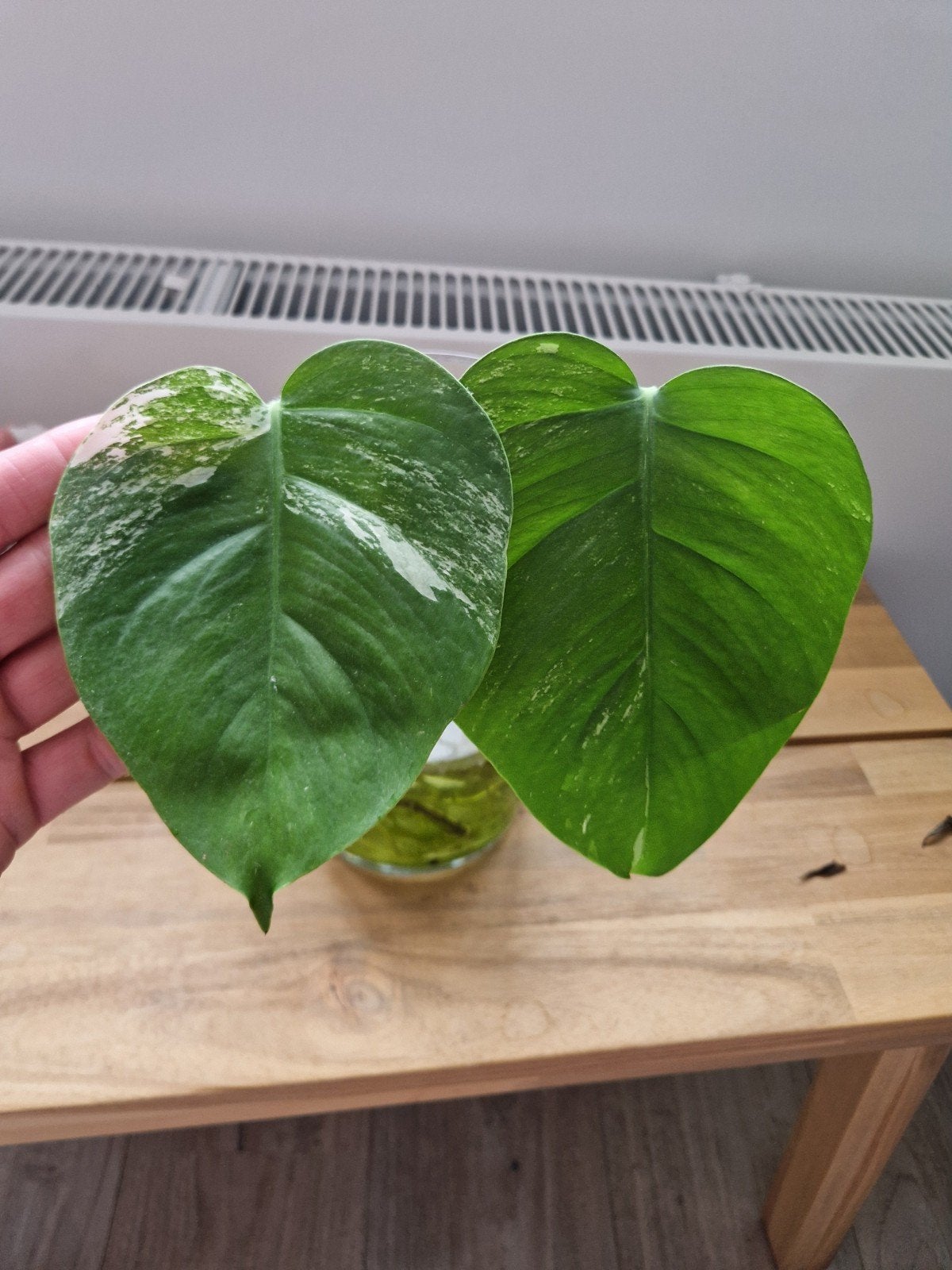 Monstera Deliciosa Albo lichte Variegatie stekken, Ophalen of Verzenden, Halfschaduw, Minder dan 100 cm