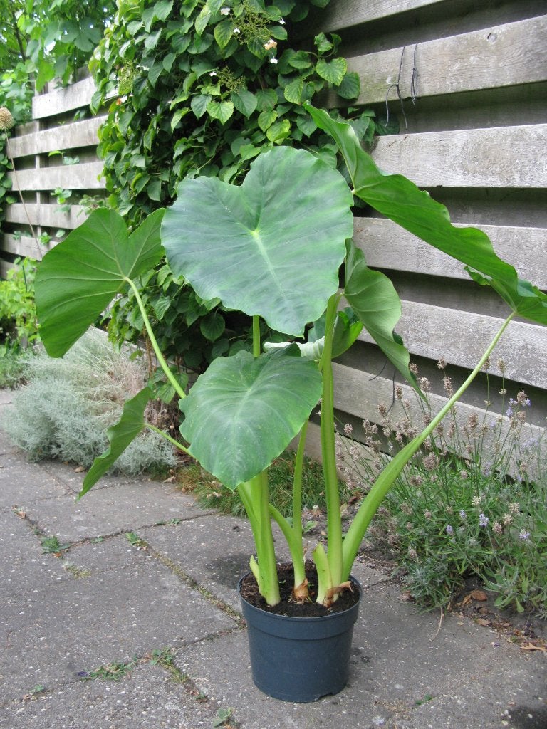 Alocasia, Olifantsoor, groene plant, Vaste plant, Bloeit niet, Halfschaduw, Ophalen