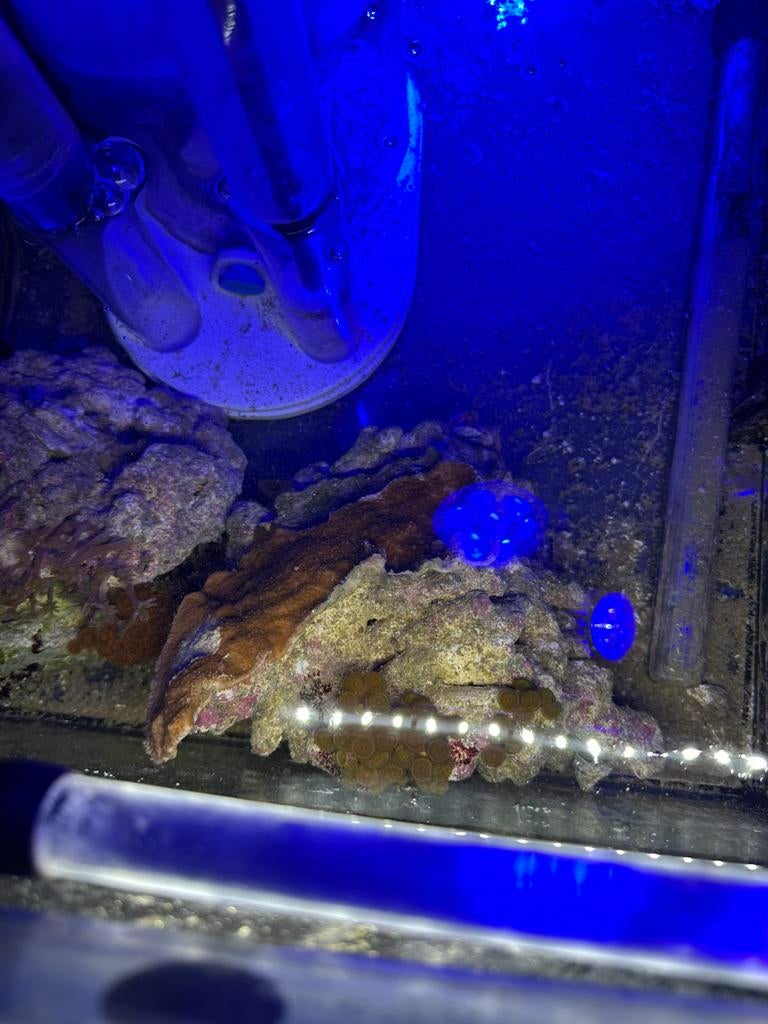 Mooi koraal op levend steen, Dieren en Toebehoren, Overige typen
