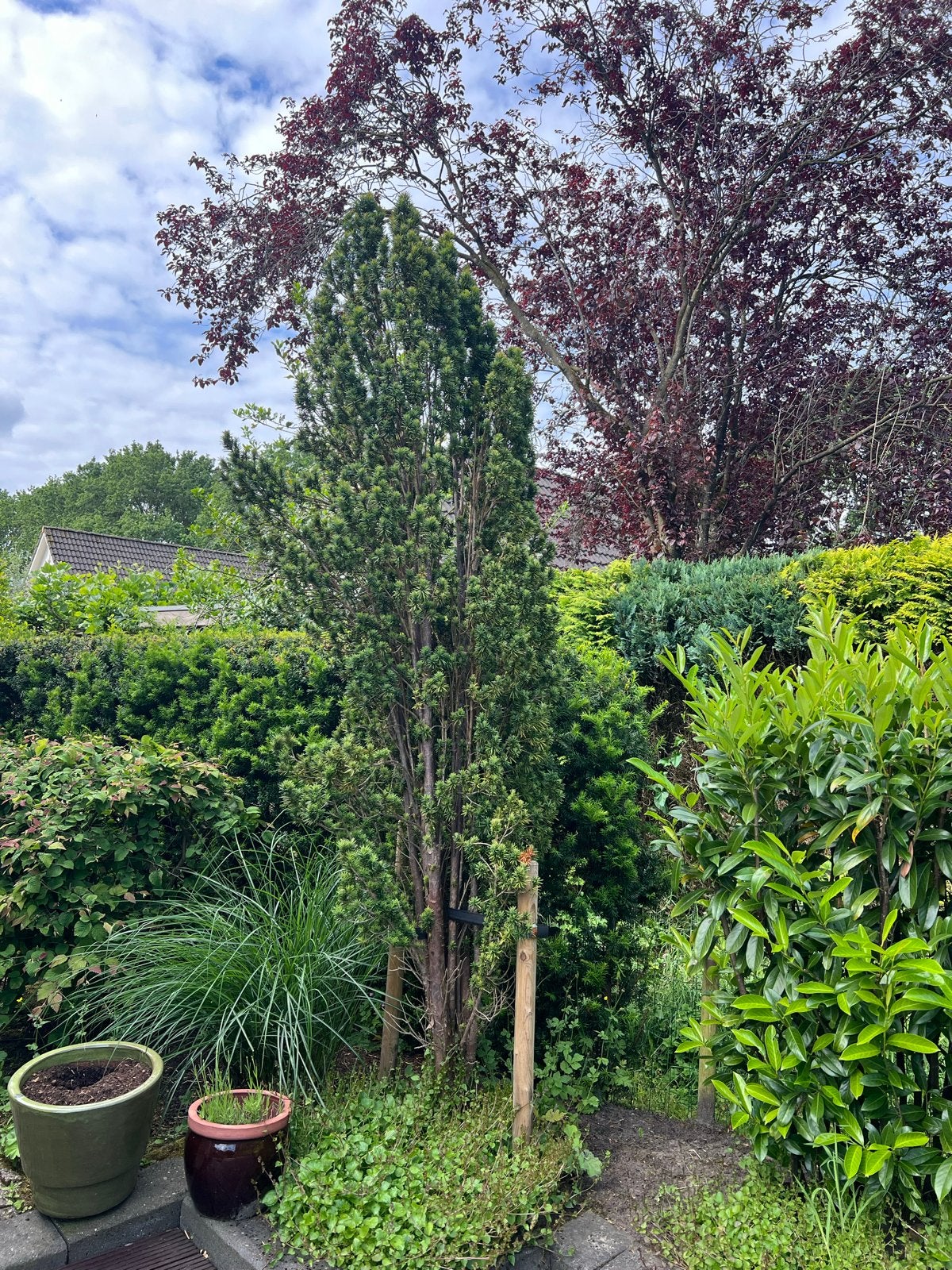 Taxus Baccata 'Fastigiata' - Zuilvormige Venijnboom, Tuin en Terras, Planten | Bomen, Ophalen, Bloeit niet, Halfschaduw, 250 tot 400 cm