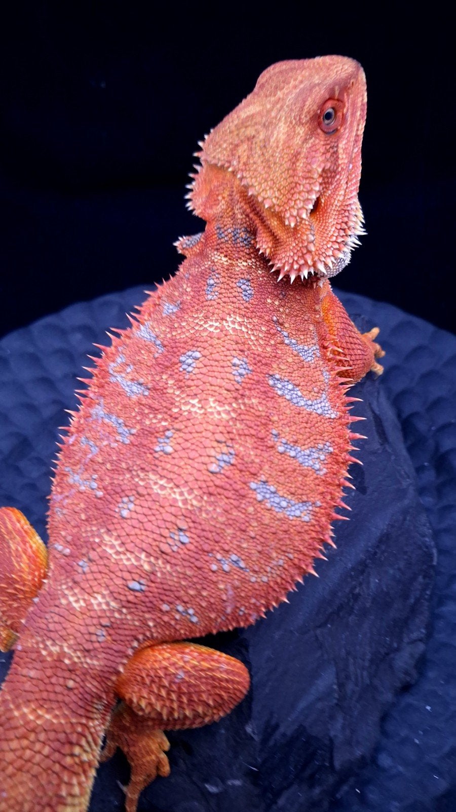 50% Red Monster Extreme Blue Tiger Baardagaam Man (Holdback), Hagedis, Tam, 0 tot 2 jaar