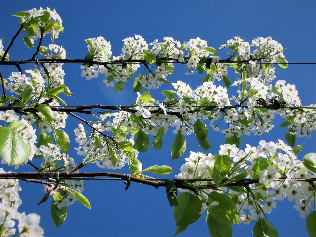 Leibomen,leilindes, leisierpeer, volwassen leibomen st 20-25, Volle zon, Leiboom, Ophalen of Verzenden, Lente