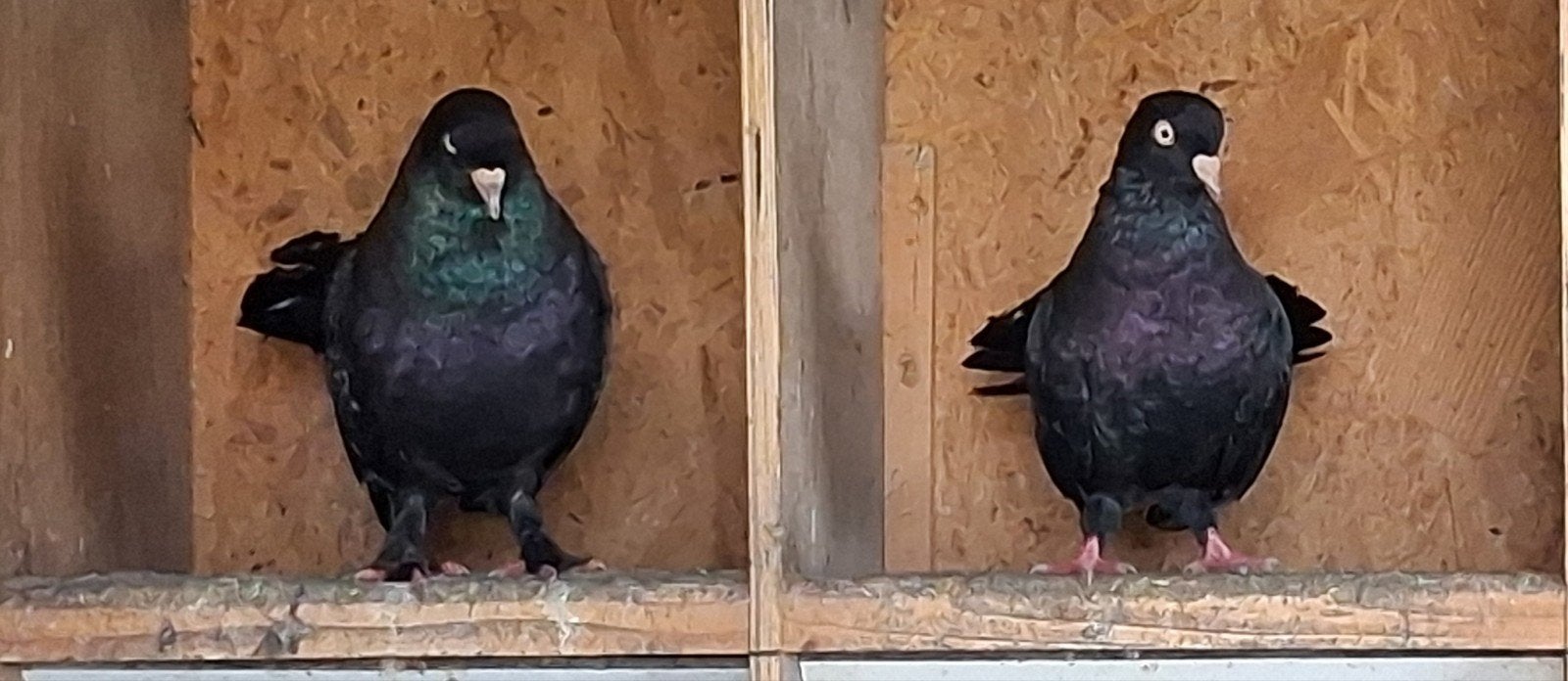 Oosterse rollers, Dieren en Toebehoren, Meerdere dieren, Tuimelaar of Roller