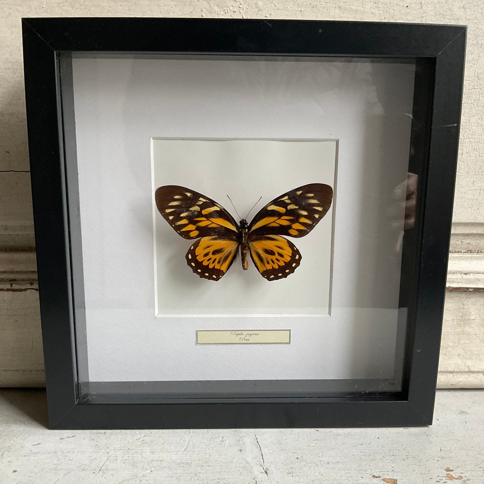 Vlinder *floor epe*, Verzamelen, Dierenverzamelingen, Ophalen of Verzenden, Zo goed als nieuw, Insect, Beeldje of Figuurtje